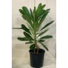 Plumeria 30CM