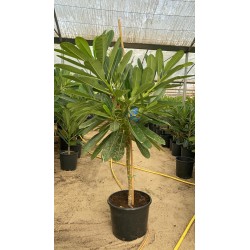 Plumeria 35CM