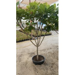 Plumeria 50CM