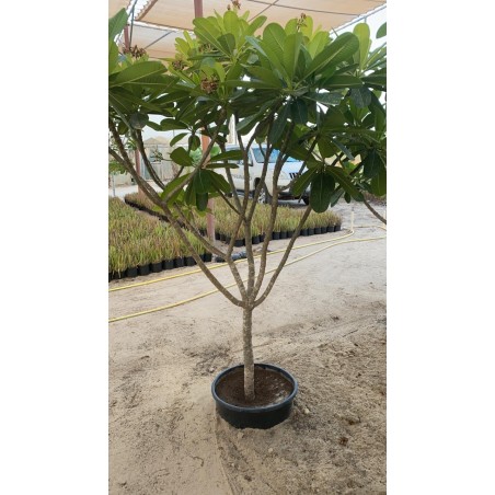 Plumeria 50CM