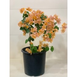 Bougainvillea Orange (...