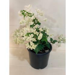 Bougainvillea White (...