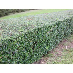 Carmona Microphylla 25cm