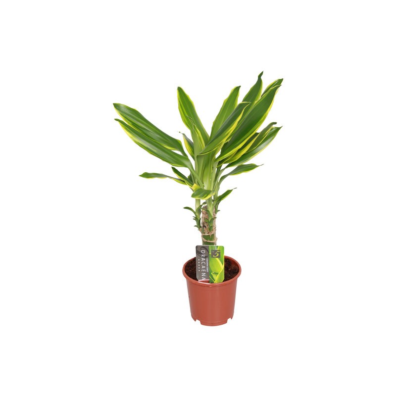 Dracaena Golden coast