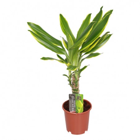 Dracaena Golden coast