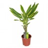 Dracaena Golden coast
