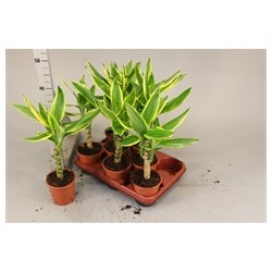 Dracaena Golden coast