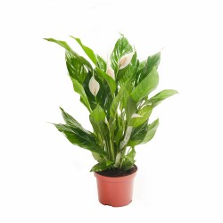 Spathiphyllum