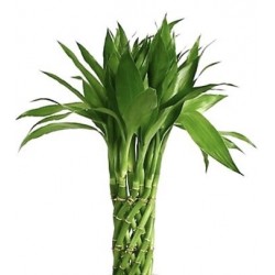 Bamboo 20 Pices 60cm