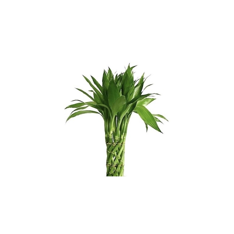 Bamboo 20 Pices 60cm