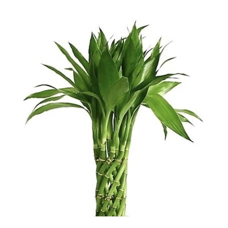 Bamboo 20 Pices 60cm