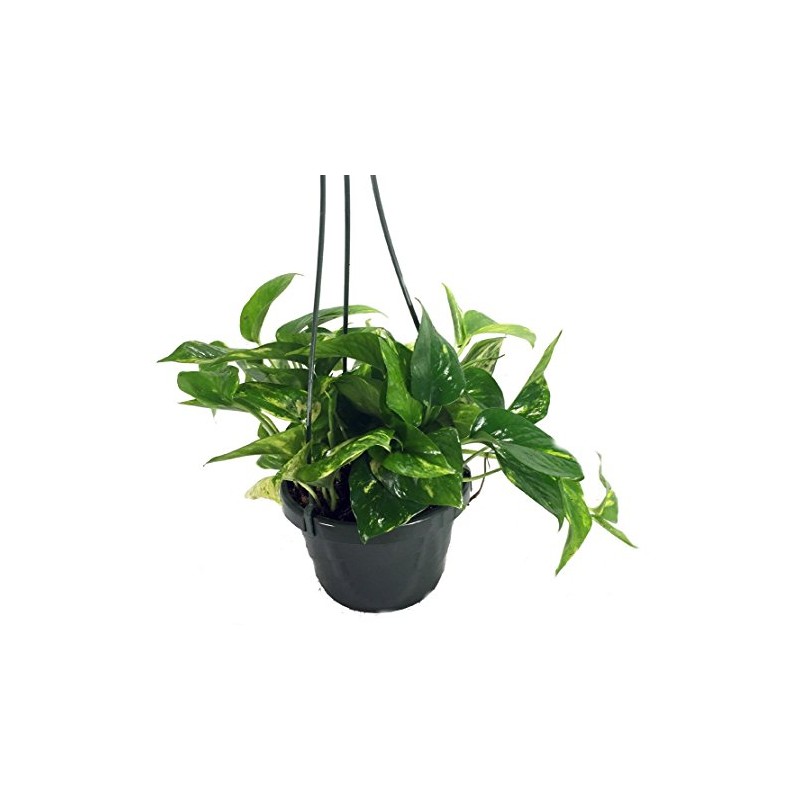 Epipremnum  Hung [ Money Plant ]