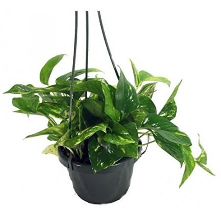 Epipremnum  Hung [ Money Plant ]