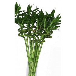 Bamboo 5 Pices 120cm