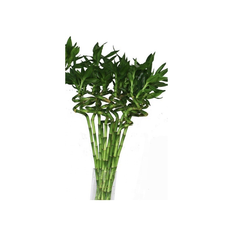 Bamboo 5 Pices 120cm